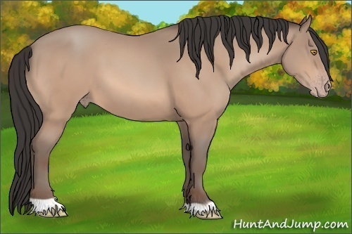 Horse Color: Amber Champagne 