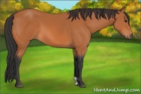 Horse Color:Bay 