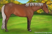 Horse Color:Silver Bay