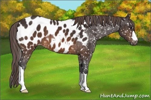 Horse Color: Buckskin Blanket 