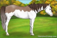 Horse Color:Classic Champagne Splash 