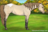 Horse Color:Buckskin Dun Blanket