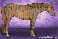 Horse Color:Brown Rabicano Brindle