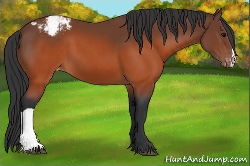 Horse Color: Brown Snowcap 