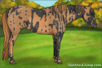 Horse Color:Brown Rabicano Brindle