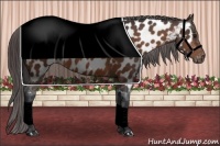 Horse Color:Bay Near Leopard 
