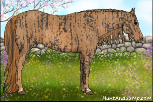 Horse Color: Brown Rabicano  Brindle