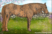 Horse Color:Brown Rabicano Brindle