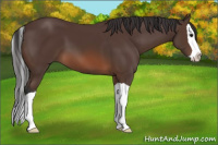 Horse Color:Brown Splash
