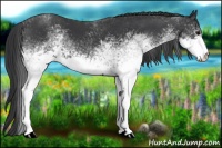 Horse Color:White Spotted Black 