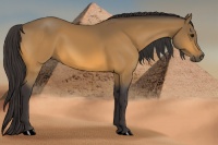 Horse Color:Buckskin 