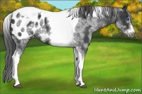 Horse Color:White Spotted Black Splash Tobiano Frame Appaloosa