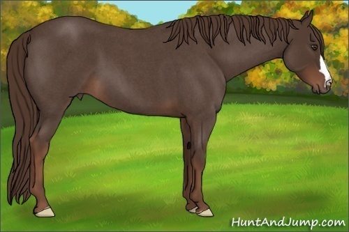 Horse Color: Liver Red Roan 
