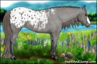 Horse Color:Grullo Appaloosa 