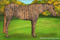 Horse Color:Brown Rabicano  Brindle