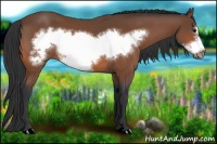 Horse Color:Bay Frame 