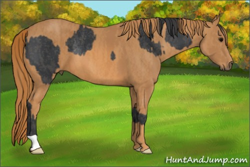 Horse Color: Brown Rabicano  Brindle