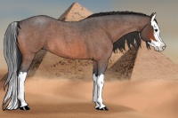 Horse Color:Bay Roan Splash 