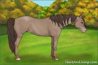 Horse Color:Classic Champagne 