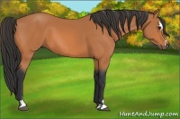Horse Color:Bay Sabino 