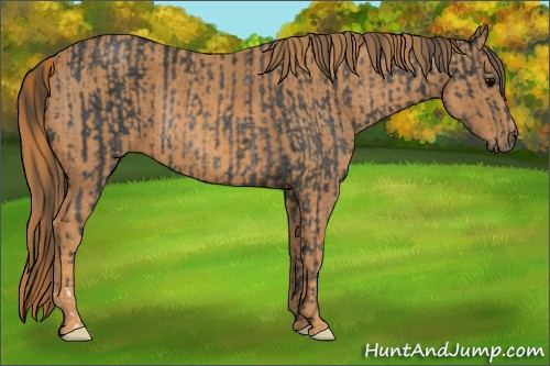 Horse Color: Brown Rabicano  Brindle