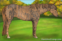 Horse Color:Brown Rabicano  Brindle