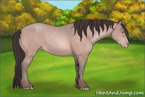 Horse Color:Amber Champagne