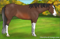 Horse Color:Bay Splash 