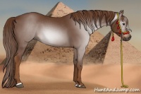 Horse Color:Gray Chestnut Sabino