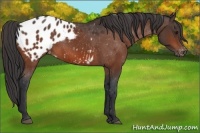 Horse Color:Bay Blanket 