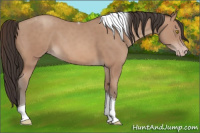 Horse Color:Amber Champagne Tobiano