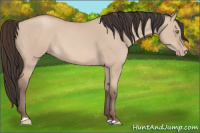 Horse Color:Amber Champagne Dun 