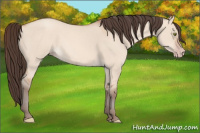 Horse Color:Amber Champagne Dun 