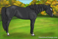 Horse Color:Black Sabino