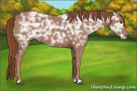 Horse Color:Chestnut Ice 