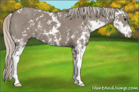 Horse Color:Silver Grullo Sabino 