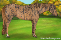 Horse Color:Brown Rabicano Brindle