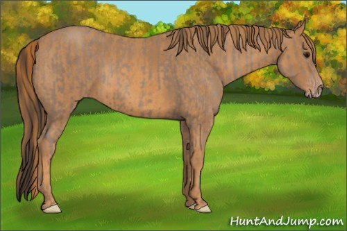 Horse Color: Sable Champagne Rabicano  Brindle