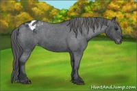 Horse Color:Blue Roan Varnish