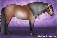 Horse Color:Gray Bay 