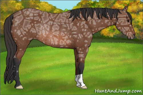 Horse Color: Bay Ice Rabicano 