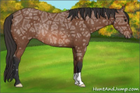 Horse Color:Bay Ice Rabicano