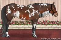 Horse Color:White Spotted Brown 