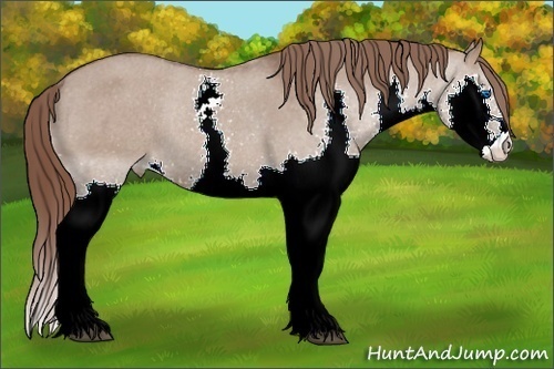 Horse Color: ERROR: UNKNOWN ANOMALY