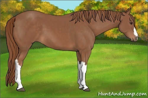 Horse Color: Chestnut 
