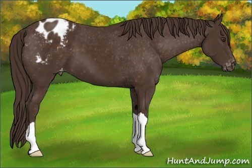 Horse Color: Liver Chestnut Blanket 