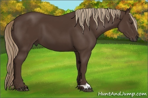 Horse Color: Liver Chestnut 