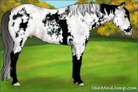 Horse Color:White Spotted Buckskin Roan Rabicano 