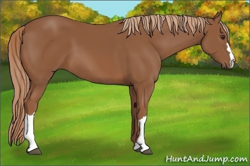 Horse Color: Chestnut 