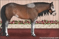 Horse Color:Bay Sabino 